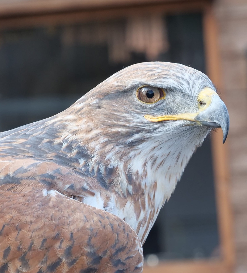 falcon, bird of prey, animal, no people, bird, animal themes, focus on foreground, profile view, brown, vertebrate, raptor, day, one animal, 1080P, looking away
