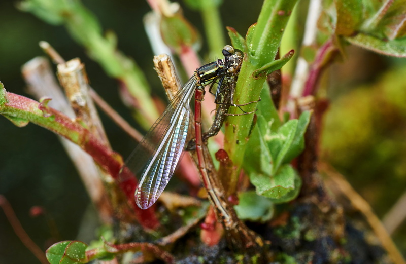 garden, green color, flight insect, dragonfly cocoon, cocoon, no people, wildlife photography, holiday, selective focus, plant part, one animal, plant