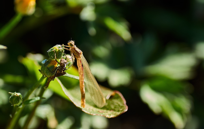 plant, animals in the wild, garden, texture, green, leaf, wing, wand dragonfly, focus on foreground, animal themes, nature, 4K, chitin, sunlight, summer
