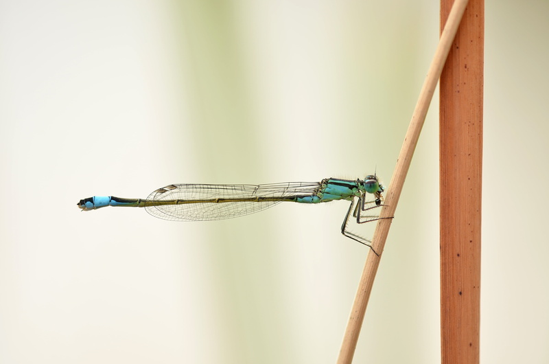 macro, sitting, focus on foreground, damselfly, insect, lestes viridis, invertebrate, reed, predatory insect, dragonfly, animals in the wild, animal body part