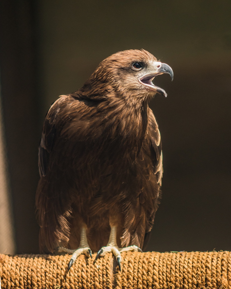 animals in the wild, no people, wild, scavenger, nature, natural, 2K, majestic, beak, eye, perching, predatory, animal wildlife, hunter, one animal, looking