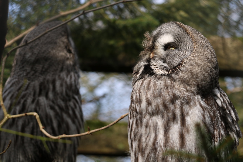 no people, vertebrate, animal themes, branch, animal world, feather, looking, forest, bird of prey, attention, tree, bird, tired, predator, close-up, looking away