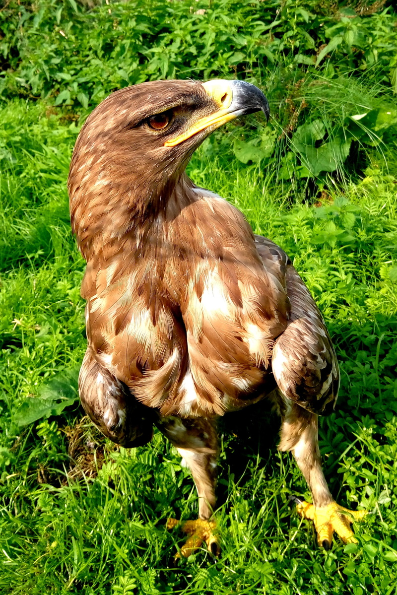 growth, nature, plant, animal themes, animal, field, grass, animal wildlife, day, predatory, predator, feather, 2K, bird, wild, bird of prey, hawk, animals in the wild