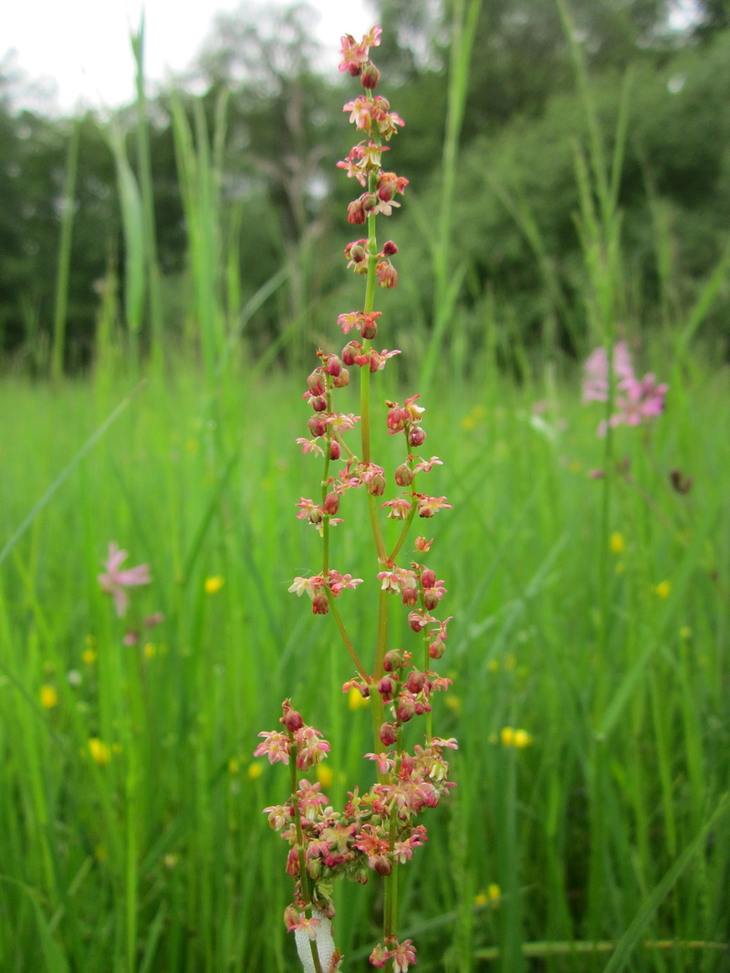 tranquility, field sorrel, rumex acetosella, flora, no people, 2K, edible, field, focus on foreground, close-up, red sorrel, sour weed, sheeps sorrel