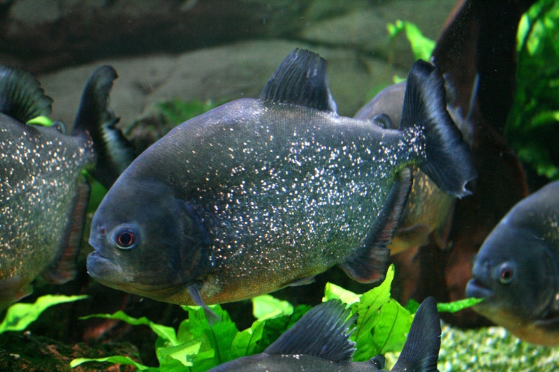 animal themes, tank, 1080P, piranha, water, no people, nature, animal wildlife, animals in the wild, animal, dangerous, close-up, marine, animals in captivity
