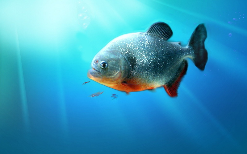 vertebrate, window, fish, nature, marine, indoors, turquoise colored, undersea, animal wildlife, animal, animals in the wild, 7, school of fish, blue, swimming