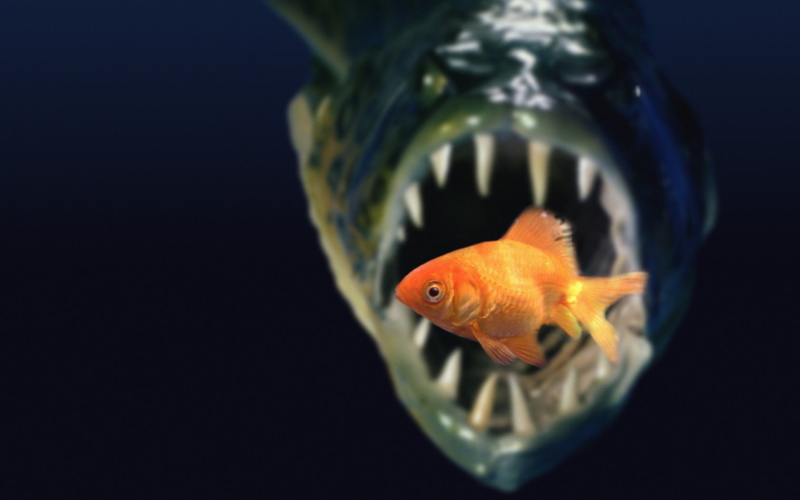 720P, death, food, goldfish, piranha, dark