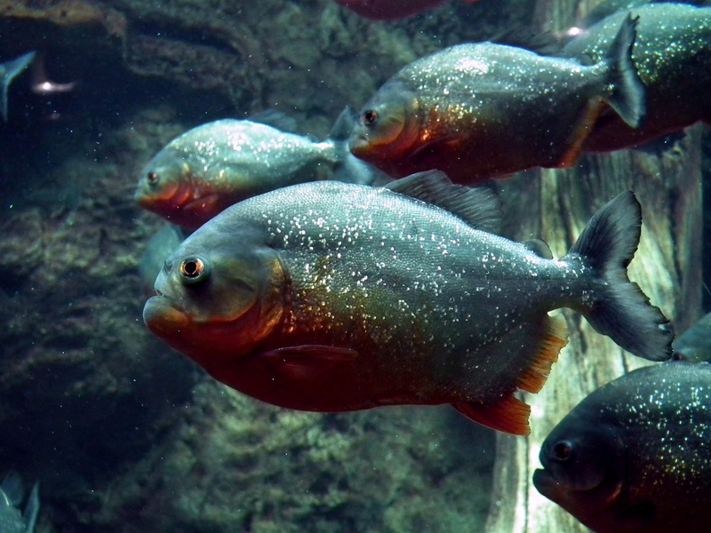Aquarium, sea, swim, piranhas, red, marine, glass - material, animals in the wild, water, school of fish, swimming, grey, bellied, animal themes, Fish