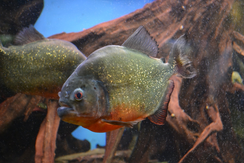 sea Life, outdoors, predator, fishing industry, no people, scales, underwater, fishes, water, school of fish, orange, food, glass - material, green, swimming Animal