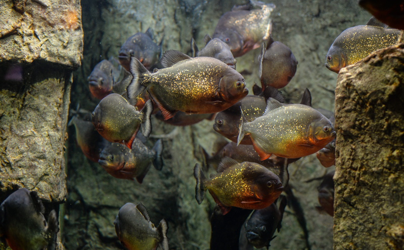 aggressive, animal wildlife, river, piranhas, solid, group of animals, marine, exotic, high angle view, underwater, vertebrate, school, animals in the wild