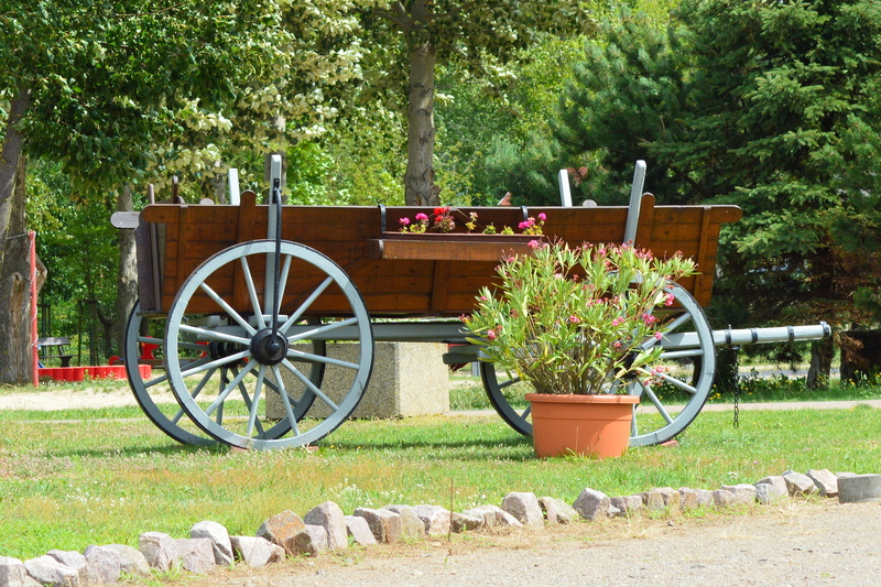 green color, tree, historically, cart, outdoors, built structure, growth, front or back yard, grass, old, gardening, prettin, 2K, wood - material, flower