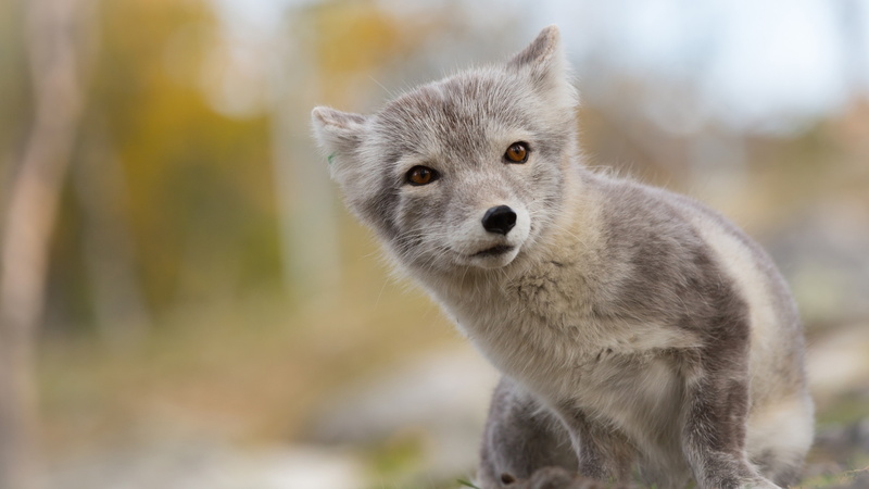 4K, animal, Northern Hemisphere, Arctic fox