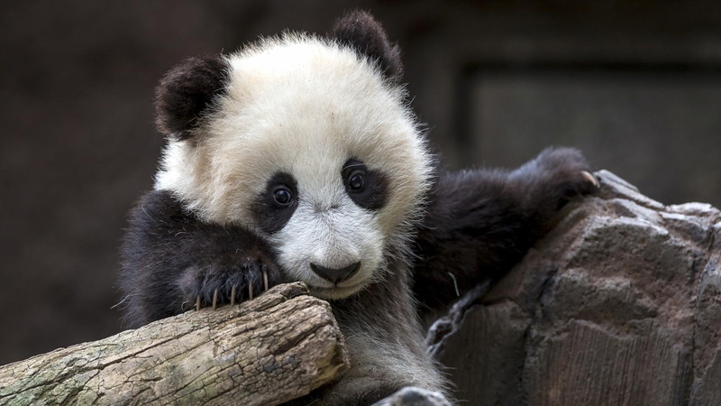 panda bear, panda, protected animal, wild animals, little bear, bear, 1080P, cute, protected