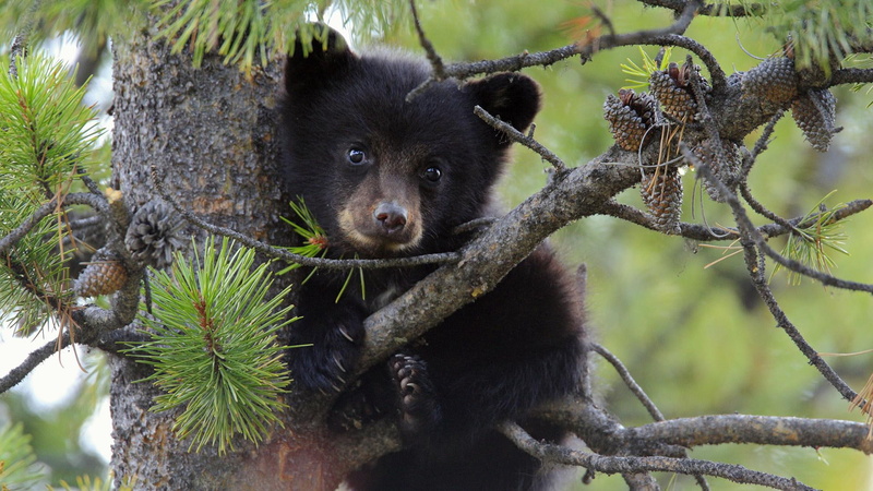 animal, brown, 1080P, bear, little, nature, animals, wild