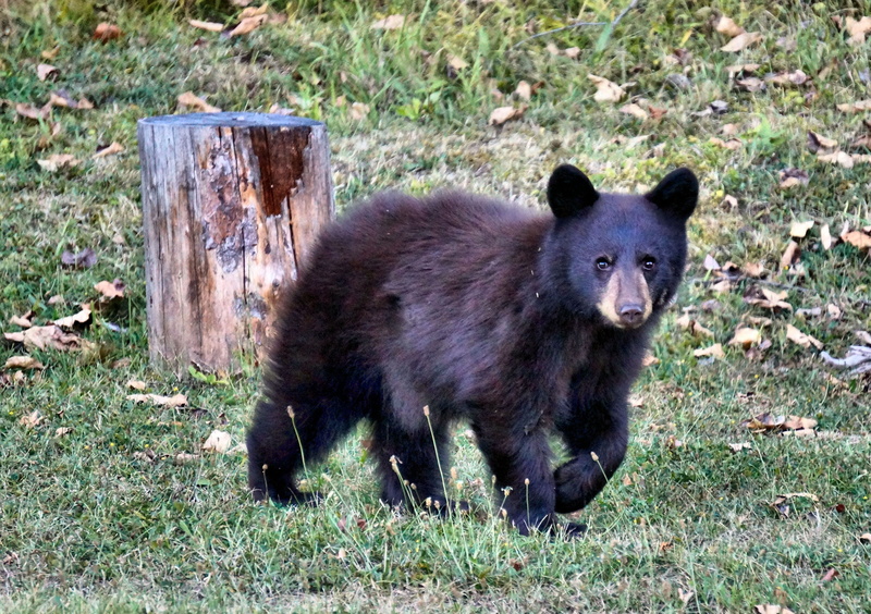 no people, black color, nature, mammal, outdoors, grass, day, young, field, animal wildlife, 2K, little bear, cute, black bear, canada, walking, vertebrate