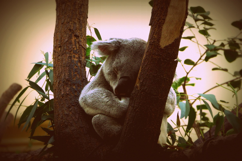 mammal, one animal, animals in the wild, close-up, koala, sleeping, animal, nature, animal wildlife, australia, tree, little bear, trunk, puppy, 4K, relaxation