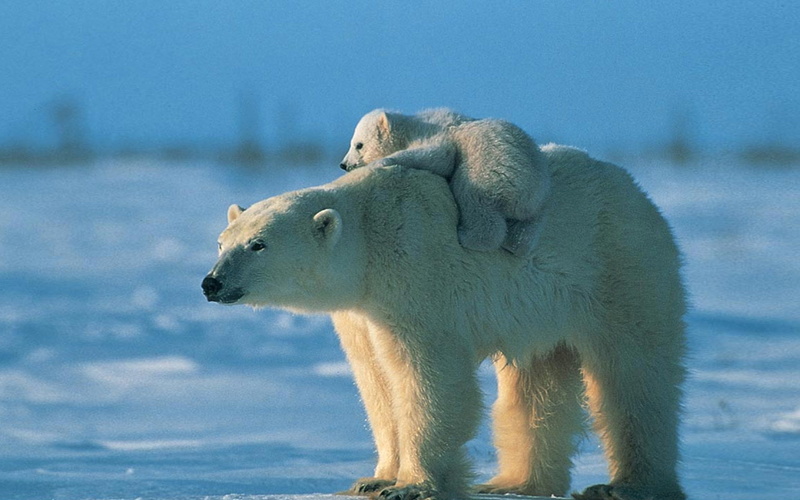 bear, unable, mother, back, 2K, follow, white, little, polar, climbing