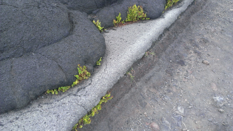 island of hawaii, concrete, hawaii, nature, footpath, high angle view, rock, plant part, day, plant, solid, cold, outdoors, asphalt, volcano, close-up