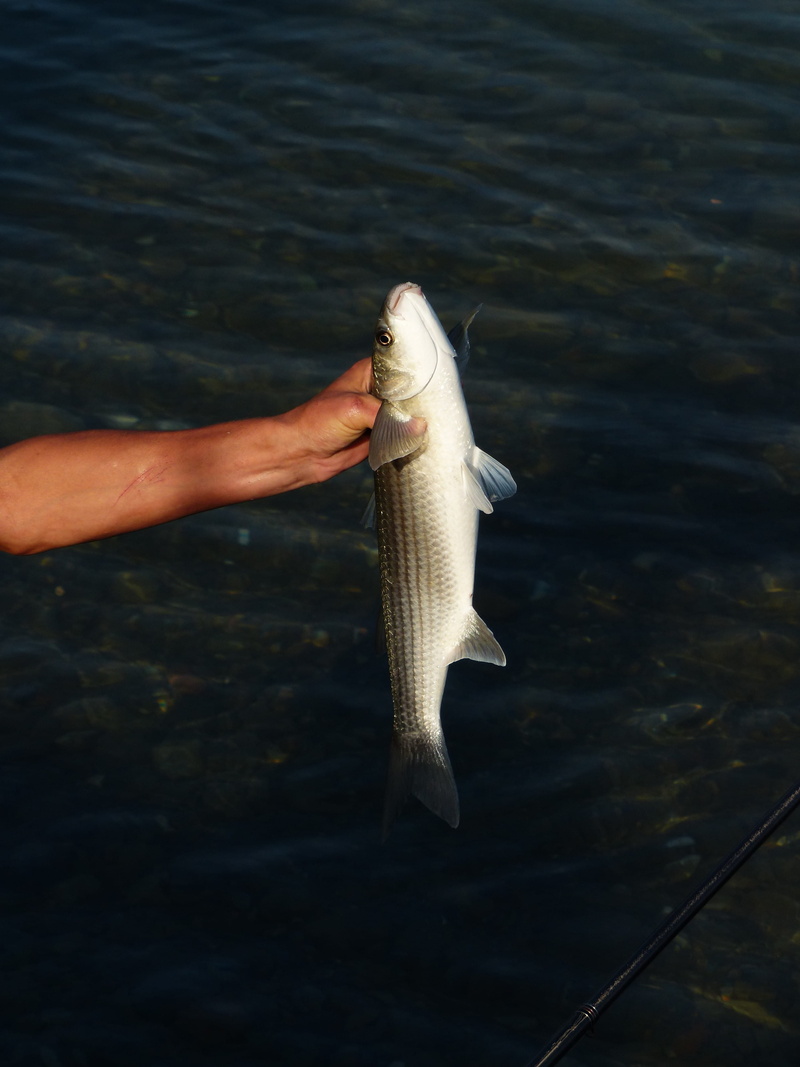 Fishing, one person, body part, water, finger, fisheries, holding, prey, animal themes, human body part, animals in the wild, 4K, outdoors, Hand, Keep
