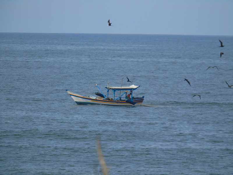 no people, sea, water, sky, day, animal themes, nautical vessel, vertebrate, 5K, waterfront, horizon over water, bird, horizon, nature, fishing, flying