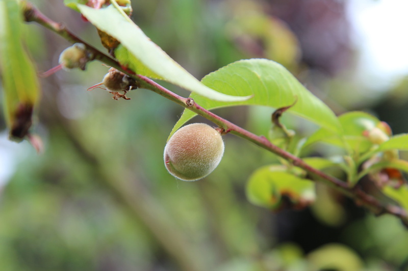 beauty in nature, growth, healthy eating, fish, close-up, day, leaf, branch, food and drink, freshness, fruit, plant part, 5K, fruit tree, focus on foreground