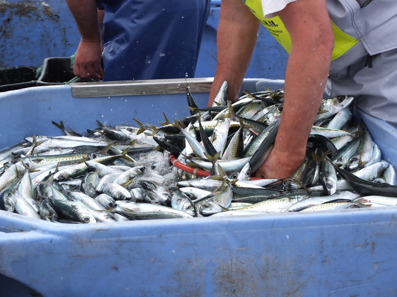 raw food, docapesca matosinhos, day, healthy eating, real people, horsemackerel, outdoors, fishing, matosinhos, freshness, 4K, catch of fish, food, sea