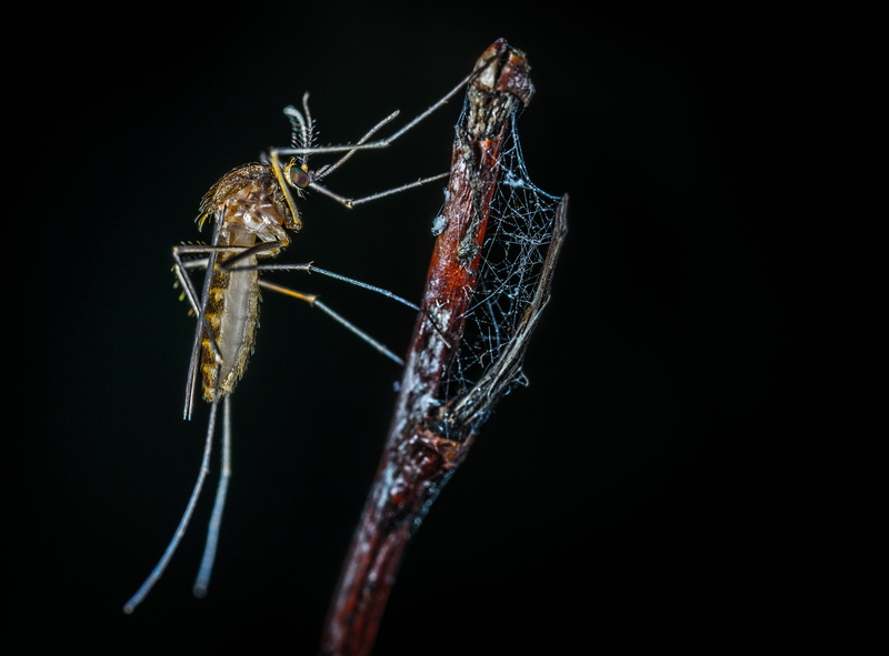 web, pest, zoology, nature, black background, little, close-up, mosquito, animal body part, insect, biology, studio shot, animal wing, wings, cut out, photography