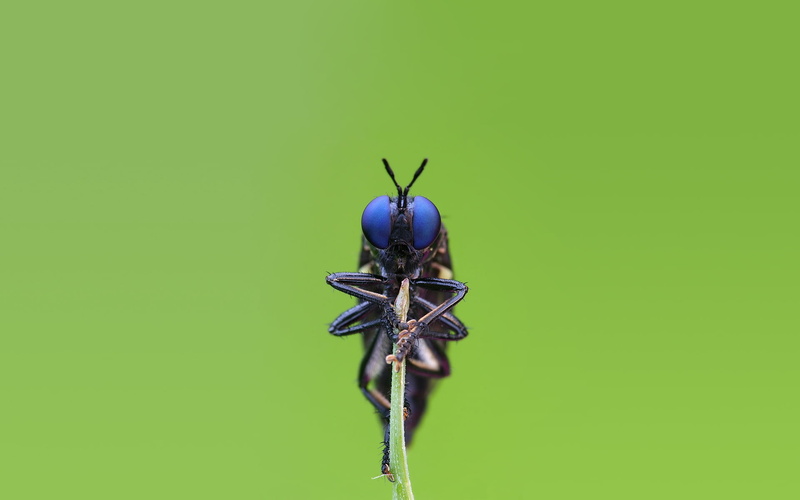 wildlife, nature, zoology, sitting, one animal, day, animal Antenna, cut out, 1080P, no people, close-up, summer, blue, invertebrate, animal wing, dragonfly