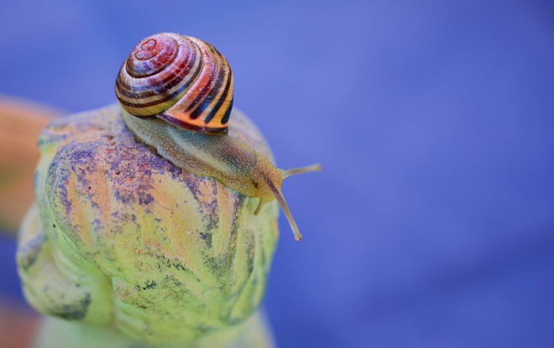 animals in the wild, yellow, beauty in nature, snail, animal themes, gray, marine, animal shell, invertebrate, close-up, focus, 4K, probe, animal antenna