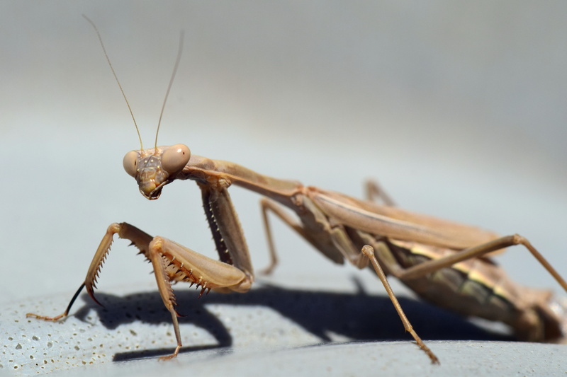 insect, copy space, one animal, 5K, day, animal body part, no people, selective focus, european mantis, brown, nature, probe, close-up, focus on foreground