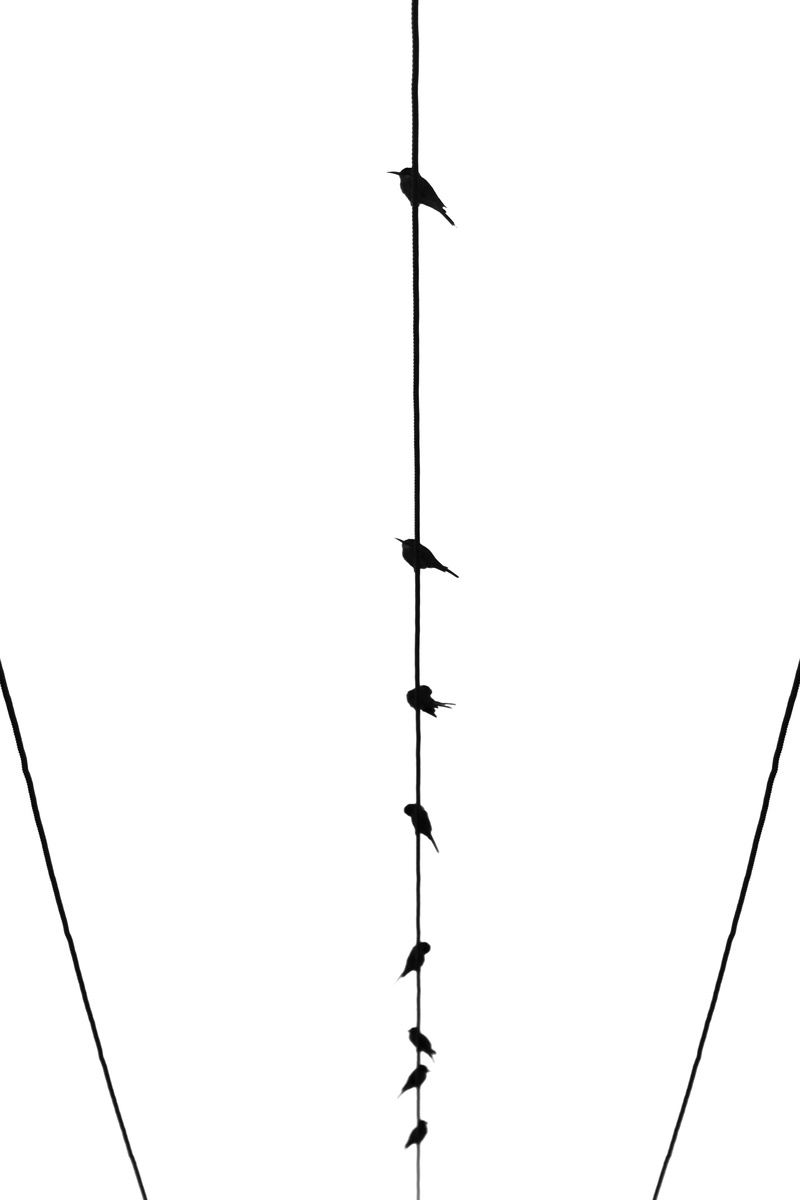 low angle view, vertebrate, outdoors, minimalism, black-and-white, wings, connection, kerala, minimalist, fuel and power generation, antenna - aerial, travel