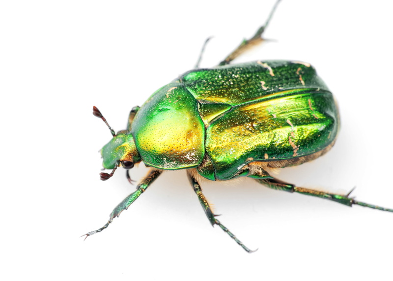 studio shot, buriedtreasure, beetle, scarabaeus, green, animal themes, isolated, brilliant, indoors, close-up, animal wildlife, animals in the wild, kafka