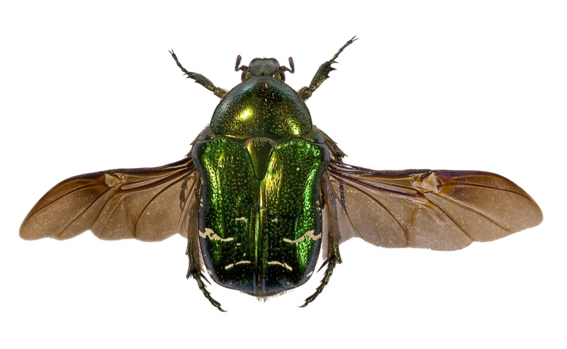 animal, no people, animal eye, nature, animal wildlife, animal wing, metallic, animal antenna, indoors, studio shot, cut out, green color, white background