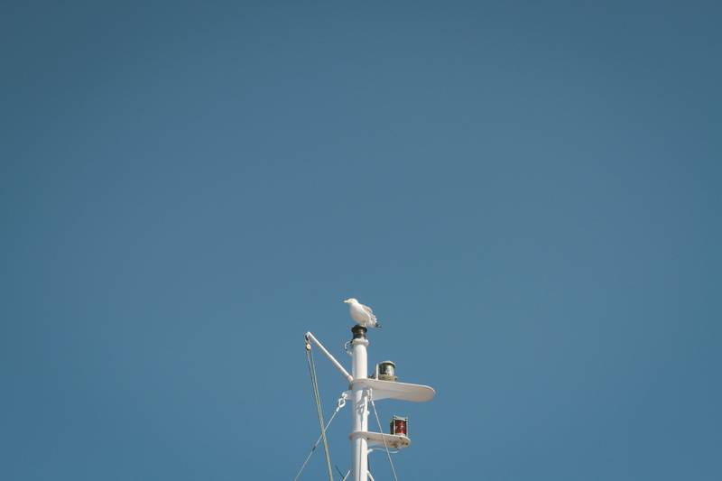 sea, broadcasting, copy space, sunny, sky, communication, wind turbine, technology, ship, day, perch, no people, seagull, wireless technology, nature, gull
