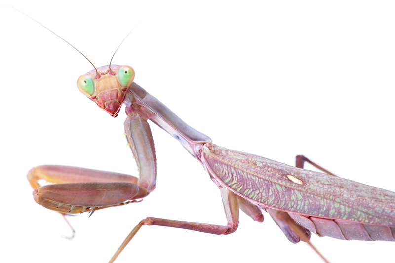animal wildlife, animal themes, animal body part, white background, indoors, shot, praying, copy space, mantis, 2K, insect, cut out, creature, people