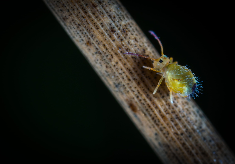 copy space, studio shot, black background, close-up, photography, bug, animals in the wild, no people, outdoors, moth, one animal, animal head, animal antenna