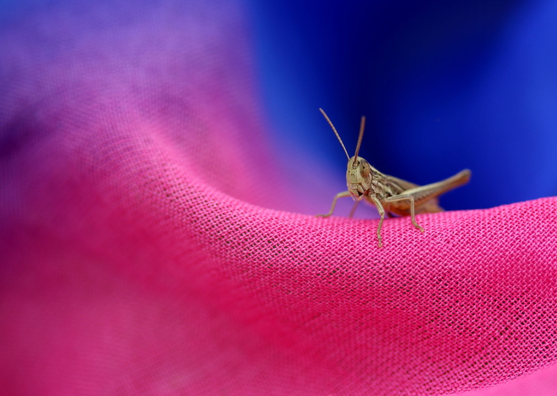 animal wildlife, textile, scarf, pink color, coloring, insect, insecta, grasshopper, copy space, close-up, no people, 4K, rest, nature, cicada, invertebrate