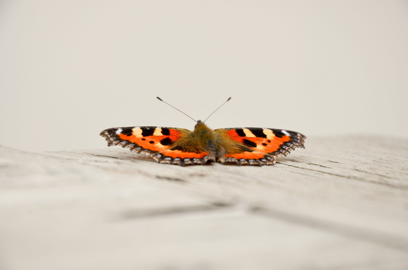 animal wing, studio shot, Nature, outdoors, Insect, animal themes, animal, animal markings, no people, close-up, copy space, one animal, 4K, animals in the wild