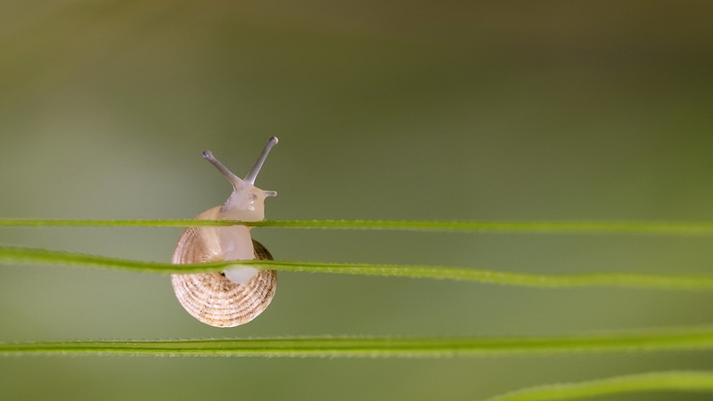 copy space, animal, closeup, nature, leaf, 1080P, animal wildlife, animal themes, day, gastropod, green color, snail, Depth Of Field, no people, macro