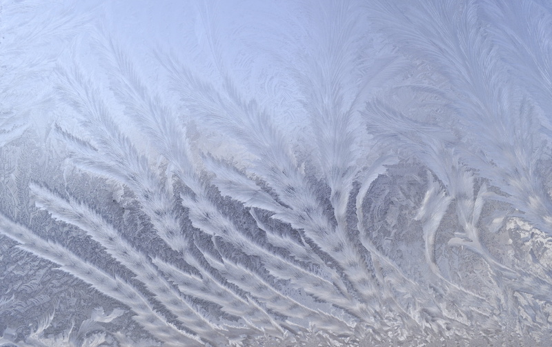 leaves, frost, indoors, icy, cold temperature, backgrounds, textured, decoration, natural pattern, no people, cold, decorative, ze, purity, backdrop, plants