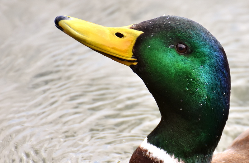 duck, animal neck, no people, one animal, 2K, animal wildlife, animal body part, mallar, duck bird, mallard duck, animal, yellow, lake, creature, males