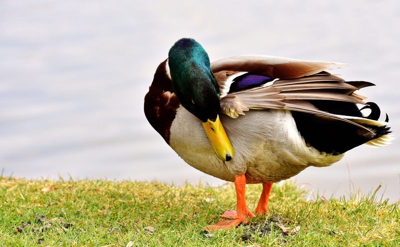 mallard duck, drake, animals in the wild, land, bill, day, vertebrate, one animal, field, colorful, no people, males, plant, poultry, mallard, male mallard