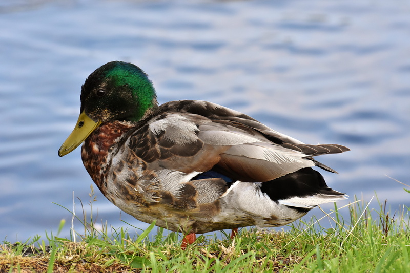 close, plant, no people, animal wildlife, males, poultry, plumage, close-up, freshwater bird, mallard duck, colorful, aquatic animal, male mallard, water bird
