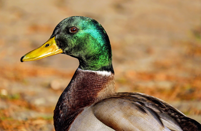 4K, yellow, animal themes, bill, looks, animal body part, metallic, nature, attention, bird, males, animal, water bird, male, beauty in nature, anas platyrhynchos
