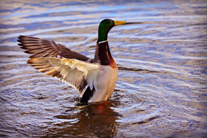 animal, plumage, flapping, water bird, wildlife, feather, animal themes, spread wings, mallard, bill, 4K, vertebrate, rippled, day, water fowl, animal wildlife