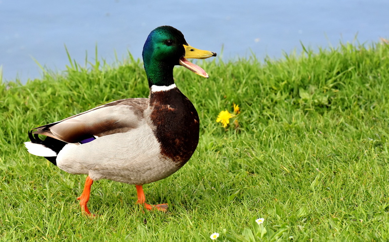 drake, animal, colorful, duck bird, plant, plumage, eat, snow, mallard duck, mallard, winter, aquatic animal, beak, green, green color, 5K, bread, animal themes