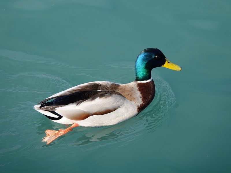 nature, vertebrate, beak, day, animal wildlife, lake, floating, fowl, profile, propel, swim, one animal, no people, mallard duck, male, paddle, sea, bird