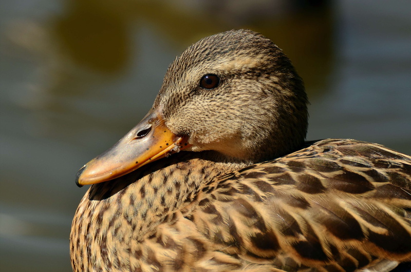 duck bird, bill, poultry, focus on foreground, mallard, plumage, nature, duck head, animal body part, lake, day, animal world, close, beak, animal portrait