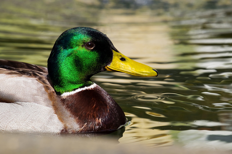 selective, mallard duck, vertebrate, body, bird, green, duck bird, day, animal wildlife, close-up, water, sparkle, mallard, animals in the wild, males