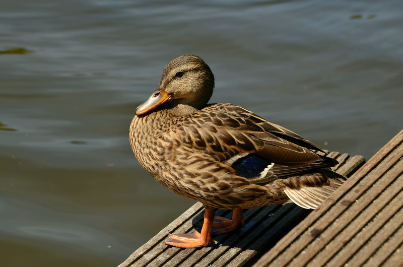 poultry, anas platyrhynchos, mallard, plumage, beak, day, aquatic animal, animal portrait, perching, close-up, nature, 4K, bird, animal wildlife, female mallard